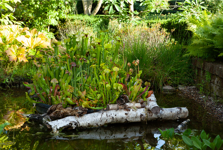 Sarracenia Sarracenia