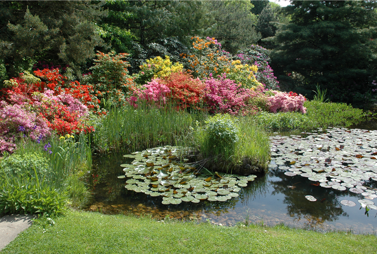 Gartenansicht mit Azaleen und Teich Gartenansicht mit Azaleen und Teich