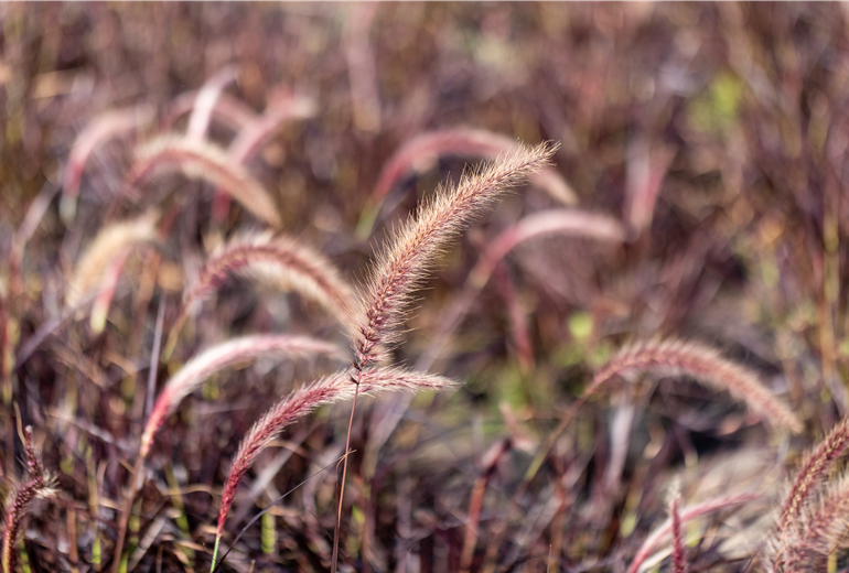 Pennisetum setaceum 'Fireworks'(s) Pennisetum setaceum 'Fireworks'(s)