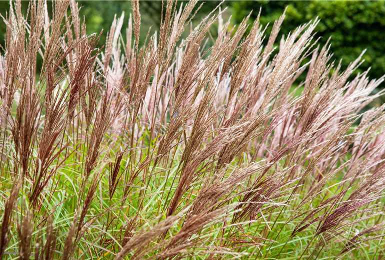 Miscanthus sinensis Miscanthus sinensis