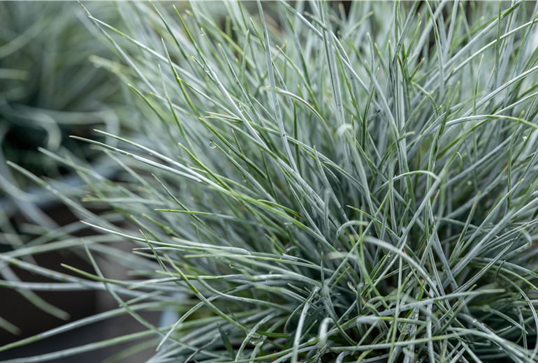Festuca cinerea 'Glauca' Festuca cinerea 'Glauca'