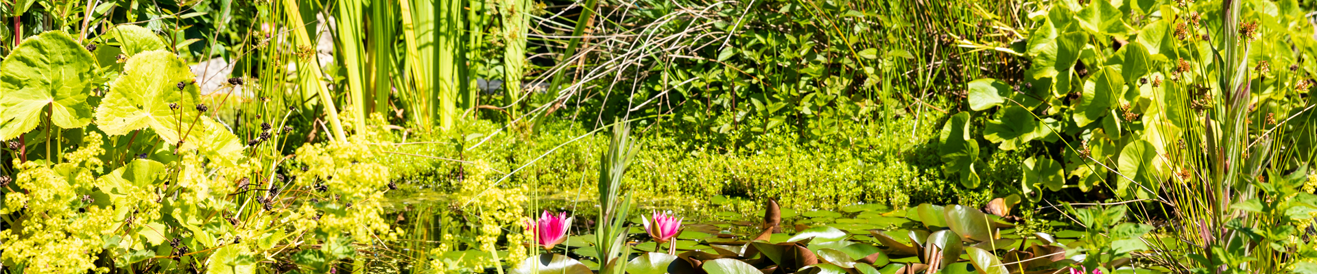 Seerosenteich Seerosenteich