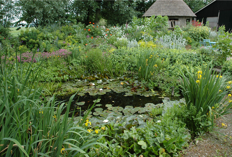 Gartenteich mit Seerosen Gartenteich mit Seerosen