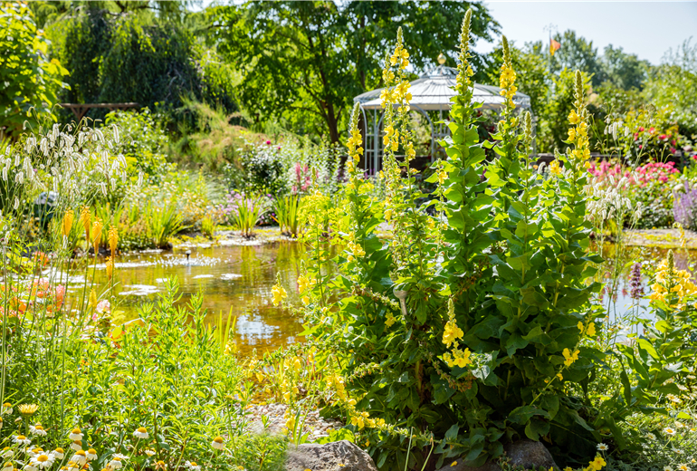 Verbascum densiflorum Verbascum densiflorum