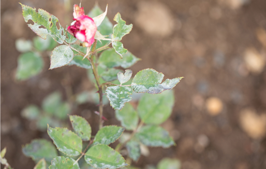 Die häufigsten Pflanzenkrankheiten erkennen und bekämpfen Die häufigsten Pflanzenkrankheiten erkennen und bekämpfen
