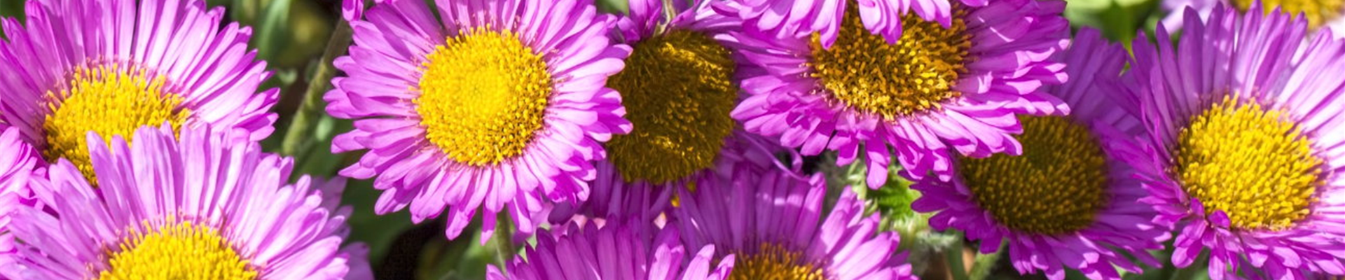 Feinstrahl - Einpflanzen im Garten (Thumbnail)