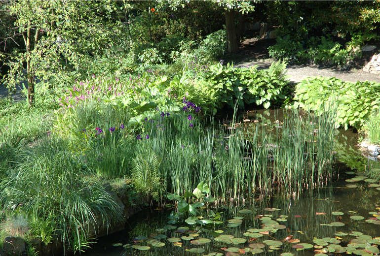 Teich mit Pflanzen Teich mit Pflanzen