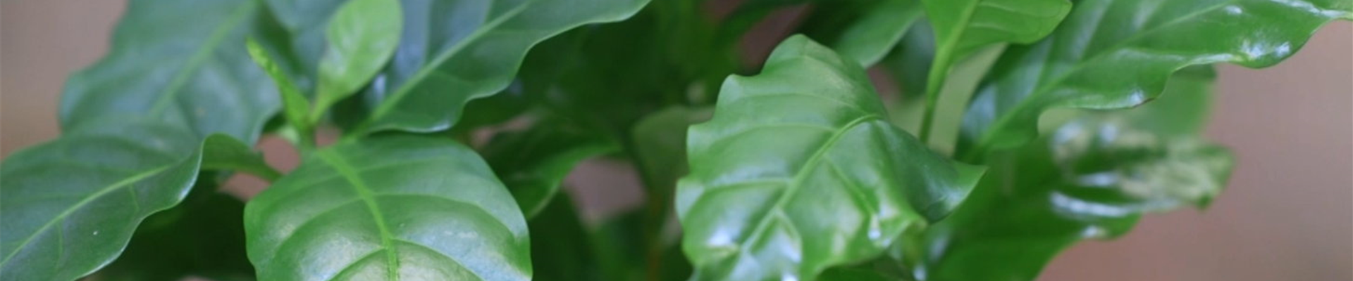 Kaffeepflanze - Umtopfen (thumbnail) Kaffeepflanze - Umtopfen (thumbnail)