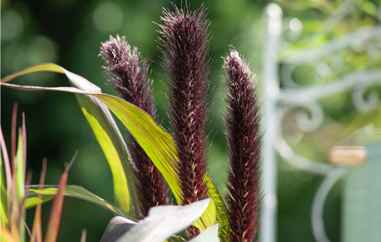 Gräserarten und -sorten – Die schönsten Kandidaten Gräserarten und -sorten – Die schönsten Kandidaten