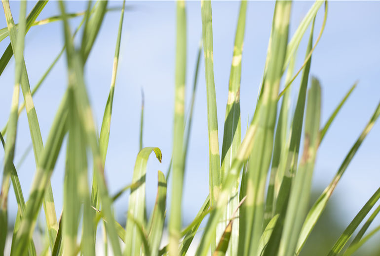 Miscanthus sinensis 'Strictus'