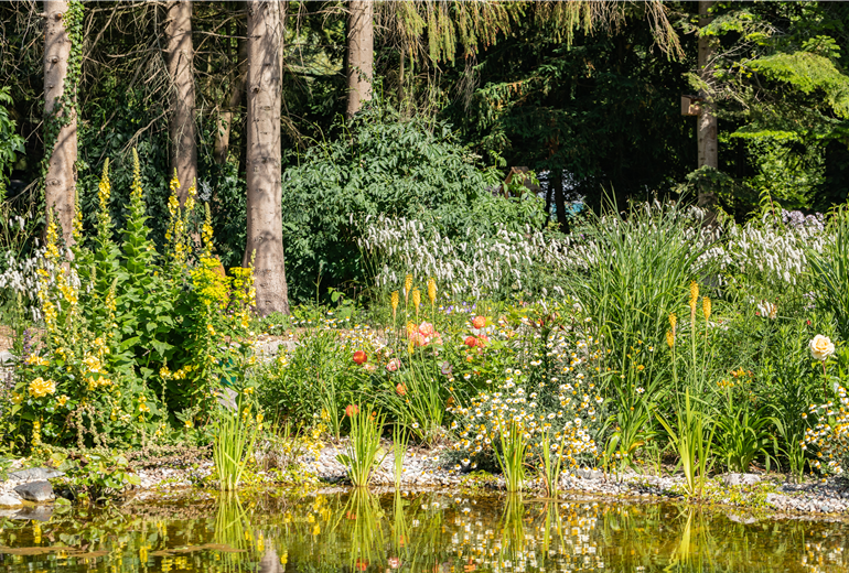 Teichpflanzen Teichpflanzen