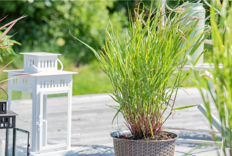 Panicum virgatum 'Rehbraun'