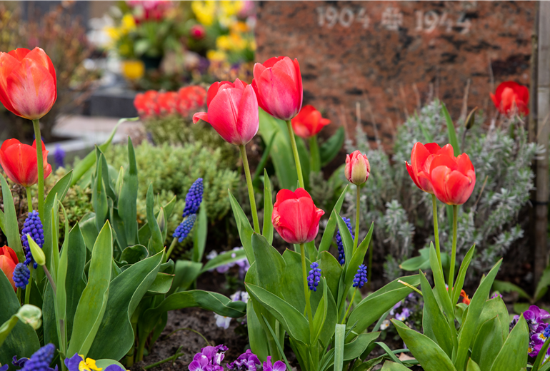 Grabgestaltung - Bepflanzung Grabgestaltung - Bepflanzung