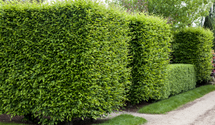 Heckenpflanzen Heckenpflanzen