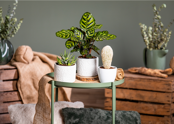 Kakteen und Sukkulenten – Die beliebtesten Kandidaten Kakteen und Sukkulenten – Die beliebtesten Kandidaten