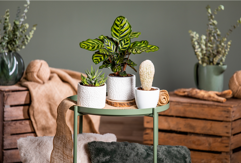 Verschiedene Zimmerpflanzen Verschiedene Zimmerpflanzen