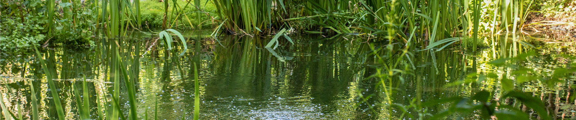 Teich im Garten Teich im Garten