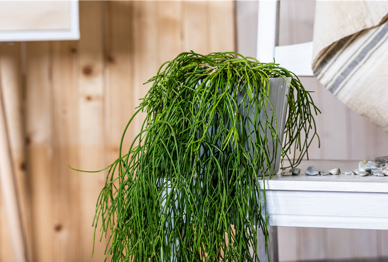 Rhipsalis baccifera subsp. baccifera Rhipsalis baccifera subsp. baccifera