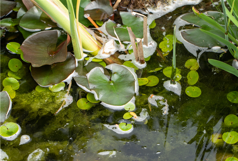 Teichbepflanzung Teichbepflanzung