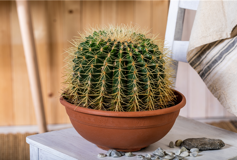 Echinocactus grusonii Echinocactus grusonii