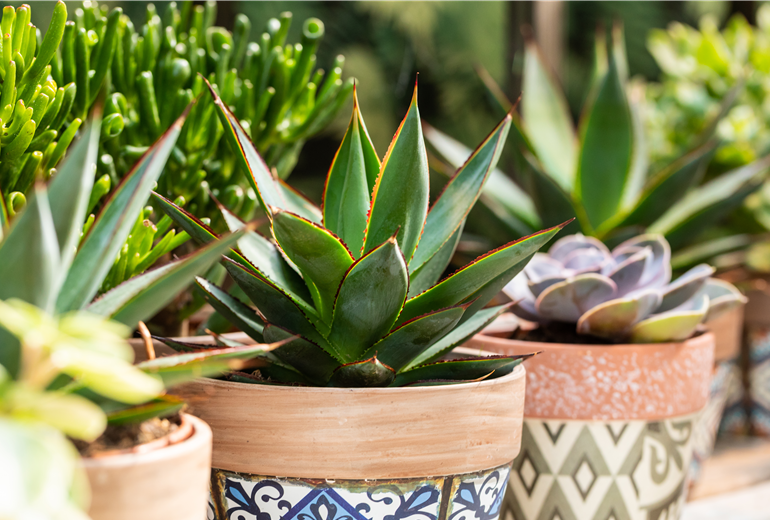 Agave lophantha 'Shaka Zulu' Agave lophantha 'Shaka Zulu'