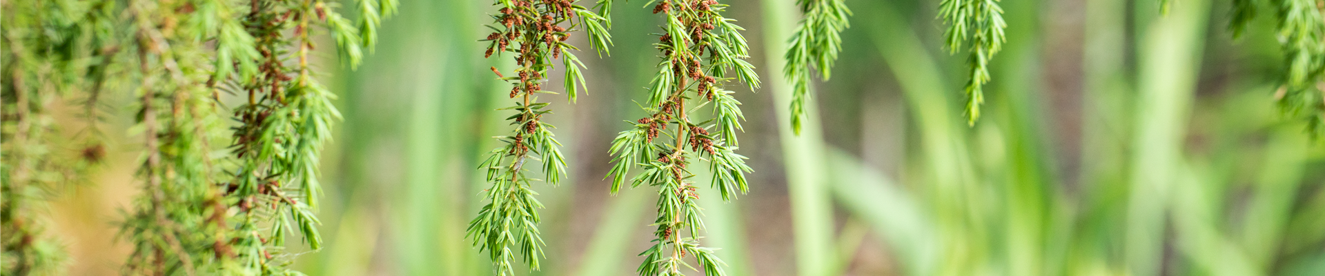 Juniperus communis 'Horstmann' Juniperus communis 'Horstmann'