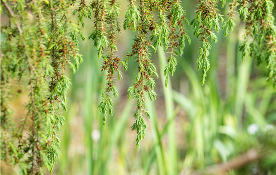 Nadelgehölze pflegen und damit gesund und frisch halten Nadelgehölze pflegen und damit gesund und frisch halten