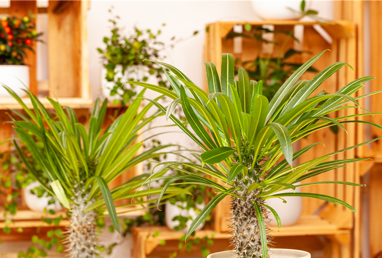 Pachypodium lamerei Pachypodium lamerei