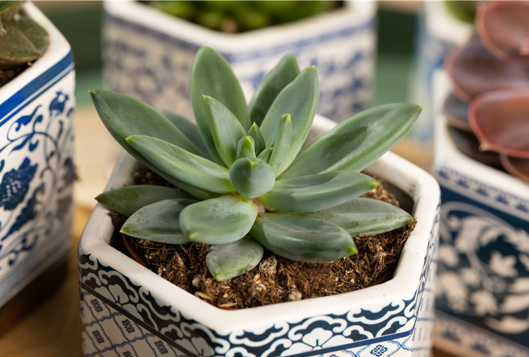 Echeveria agavoides Echeveria agavoides