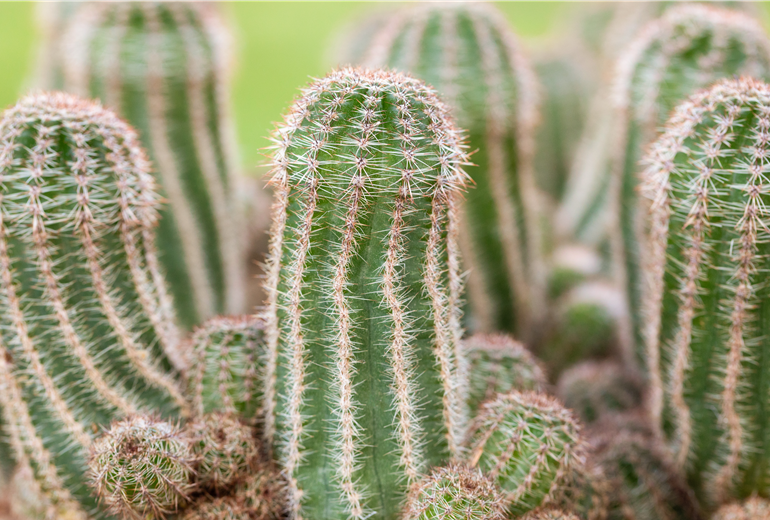 Chamaelobivia Chamaelobivia