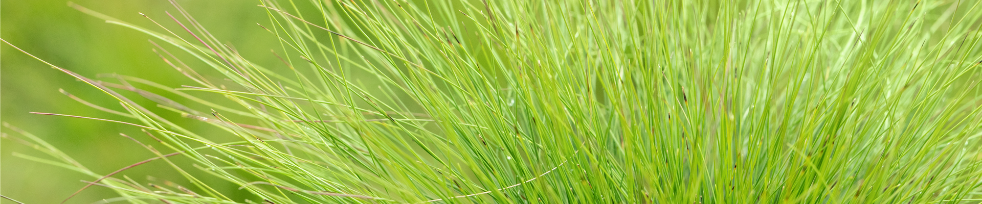 Festuca amestystina Festuca amestystina