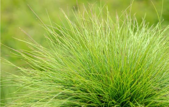 Gräser kaufen und den eigenen Garten einmalig gestalten Gräser kaufen und den eigenen Garten einmalig gestalten