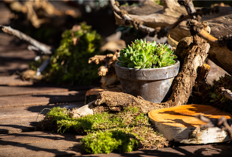 Sempervivum im Tontopf Sempervivum im Tontopf