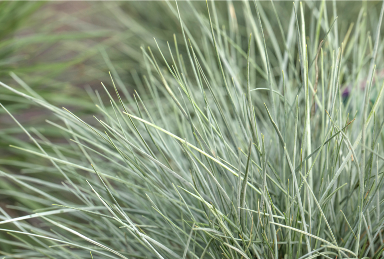 Festuca glauca Festuca glauca