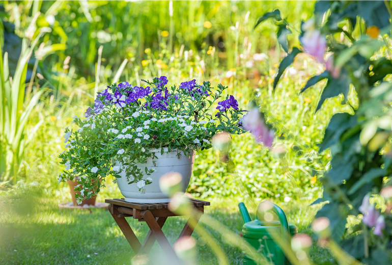 Petunien und Zauberglöckchen Petunien und Zauberglöckchen