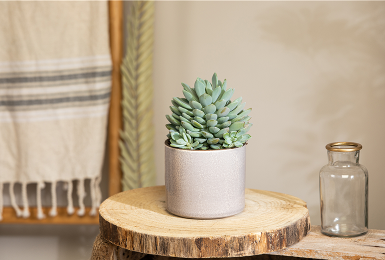 Echeveria elegans Echeveria elegans