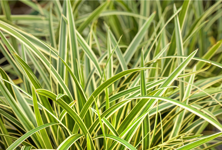 Carex morrowii ssp. foliosissima 'Icedance' Carex morrowii ssp. foliosissima 'Icedance'
