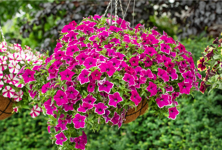 Petunia ,Surprise Magenta Halo' Petunia ,Surprise Magenta Halo'