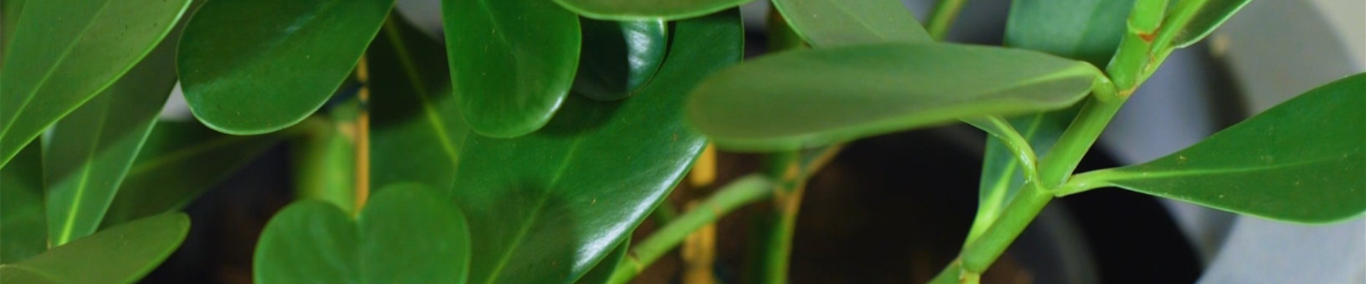 Balsamapfel - Umtopfen (thumbnail)