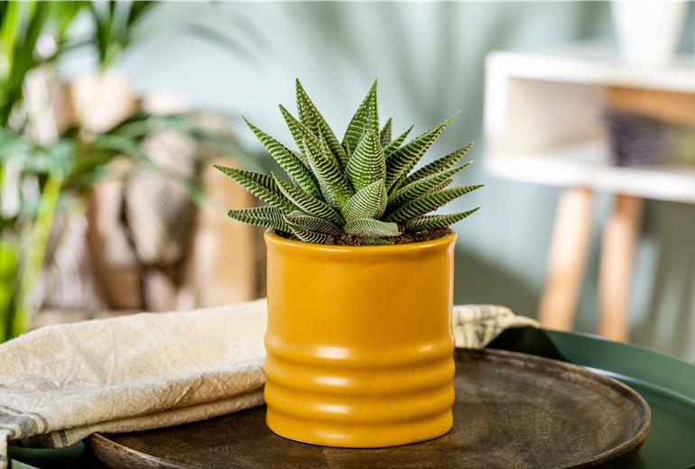 Haworthia 'Spider White' Haworthia 'Spider White'