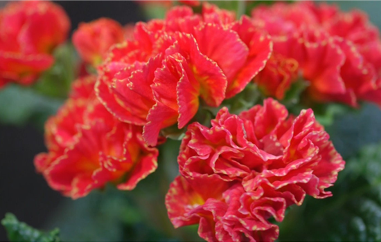 Primeln - Einpflanzen im Garten Primeln - Einpflanzen im Garten