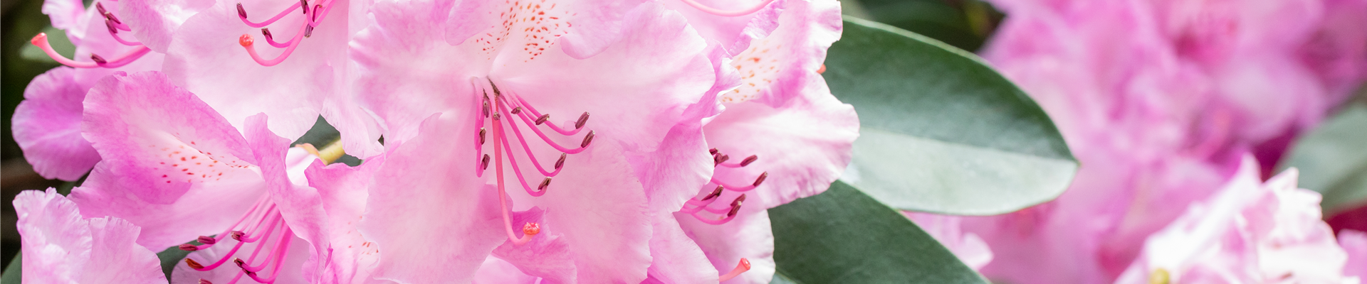 Rhododendron 'Aristide Briand'