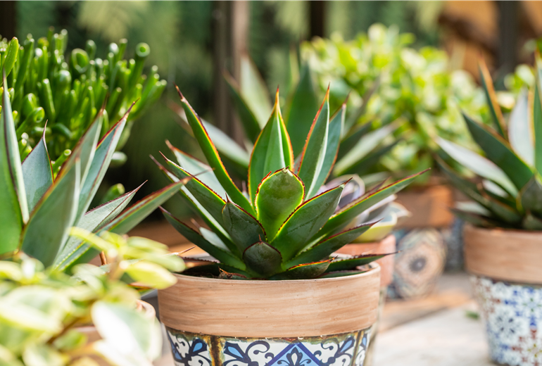 Agave lophantha 'Shaka Zulu' Agave lophantha 'Shaka Zulu'