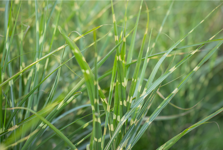 Miscanthus sinensis 'Zebrinus'