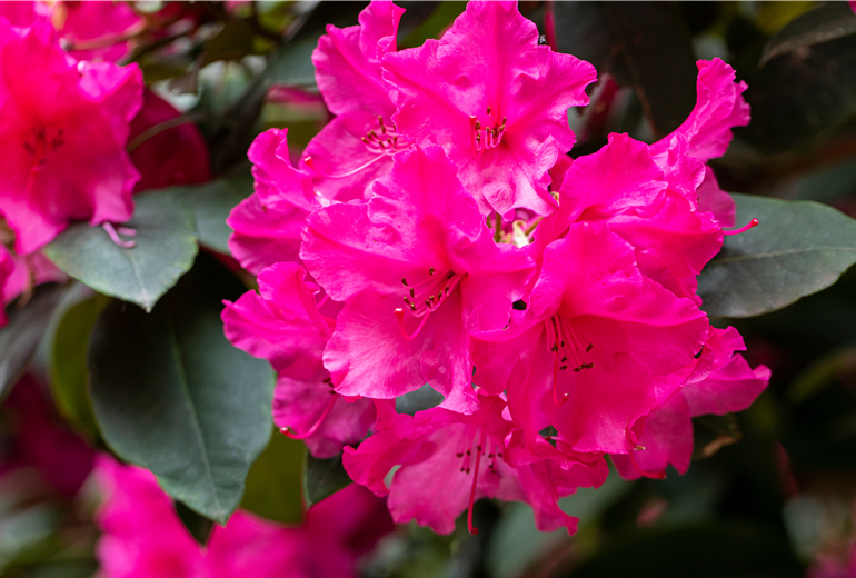 Rhododendron yakushimanum 'Esprit'