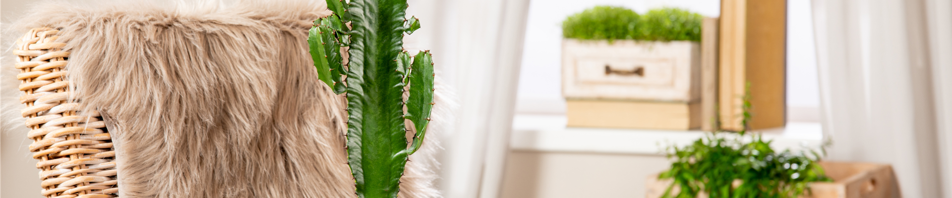 Euphorbia ingens Euphorbia ingens