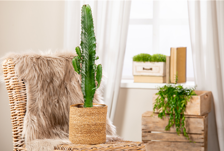 Euphorbia ingens Euphorbia ingens