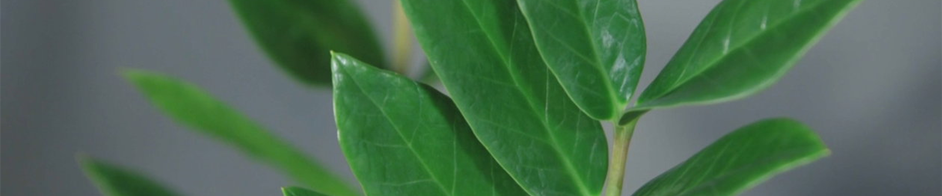 Zimmerpflanzenportrait - Glücksfeder (Thumbnail) Zimmerpflanzenportrait - Glücksfeder (Thumbnail)