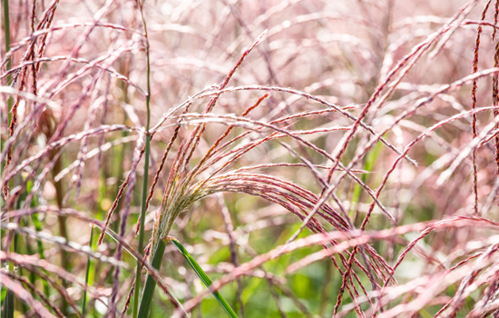 Gräser pflegen und dem Windspiel im Garten lauschen Gräser pflegen und dem Windspiel im Garten lauschen
