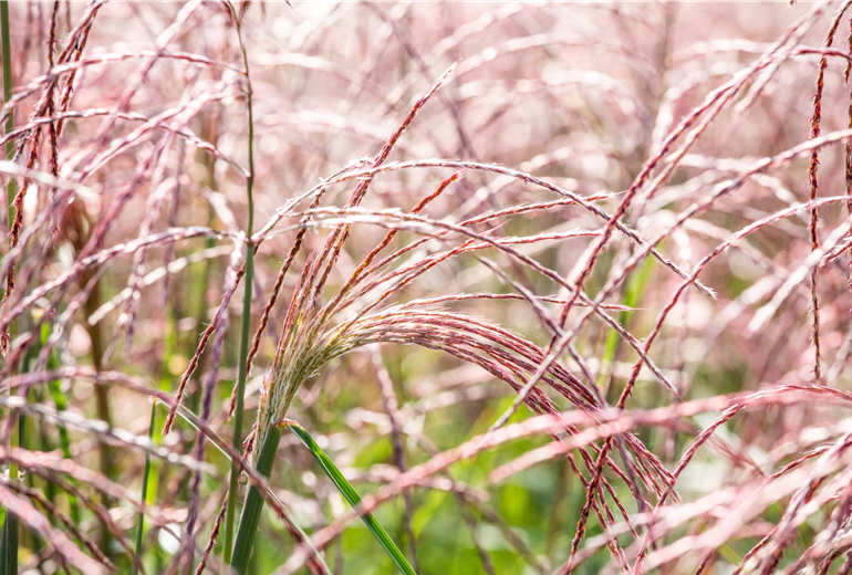 Miscanthus sinensis 'Flamingo' Miscanthus sinensis 'Flamingo'